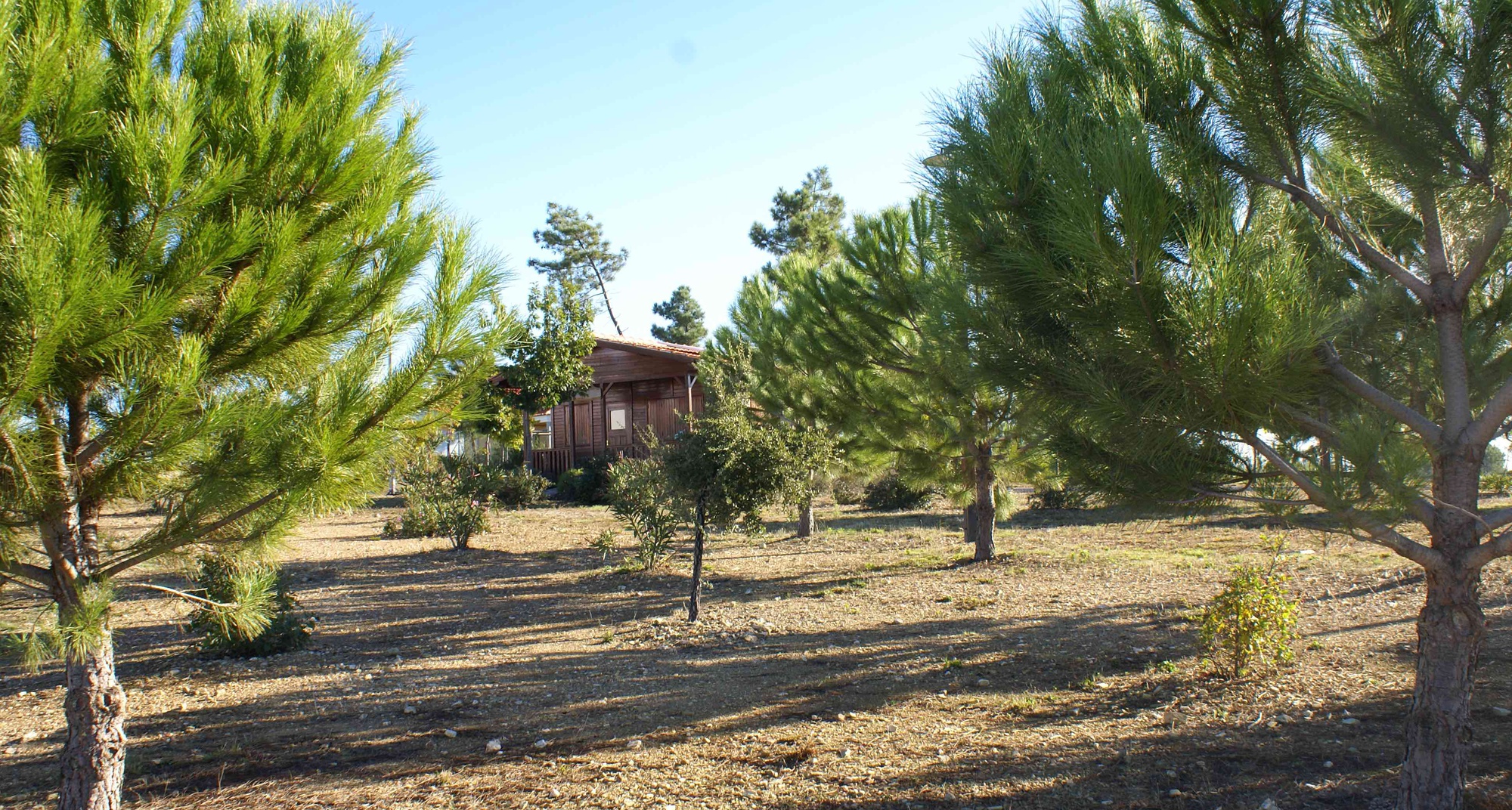 Conferência Floresta e Território: Riscos, Economia e Políticas