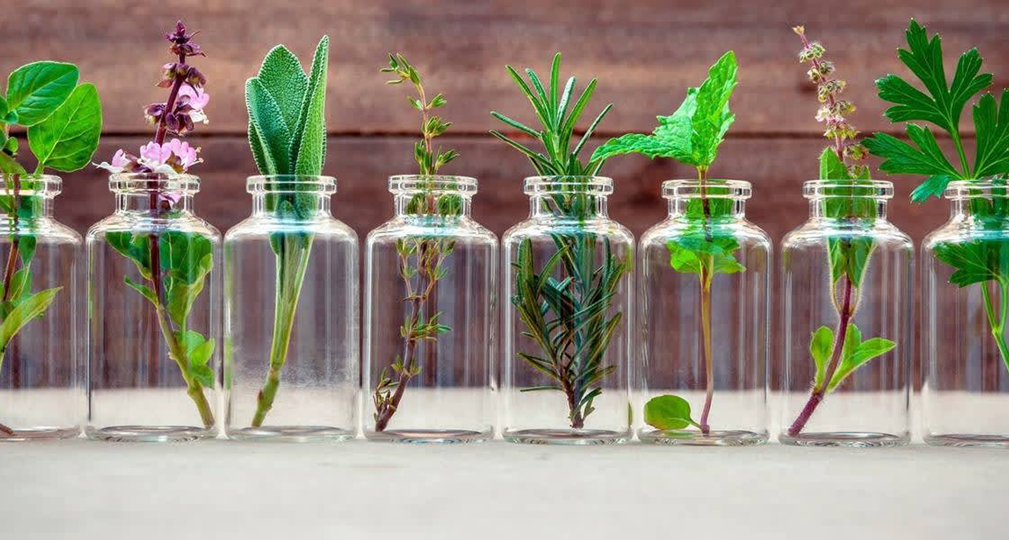 Plantas Aromáticas e Medicinais do concelho de Vila de Rei