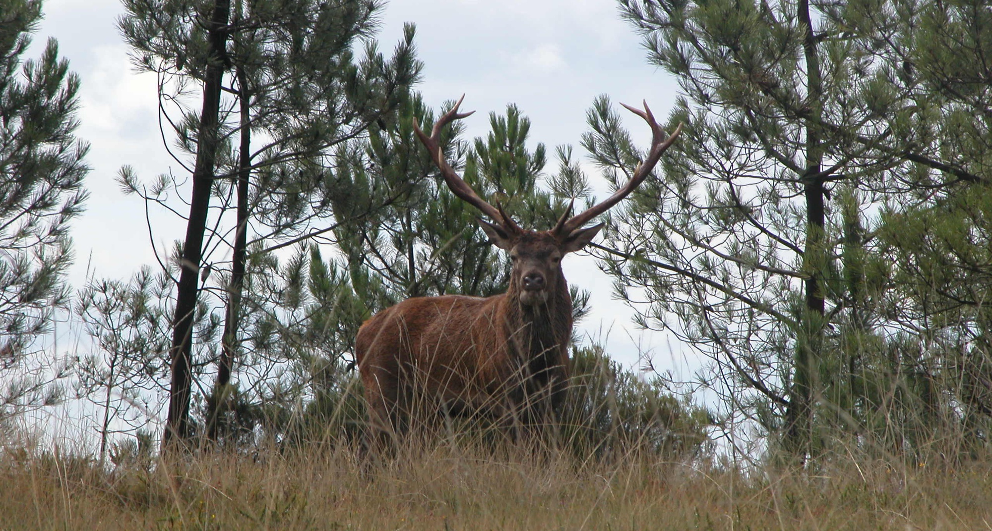 Mating period of the Deer (Brama) in the Aldeias do Xisto