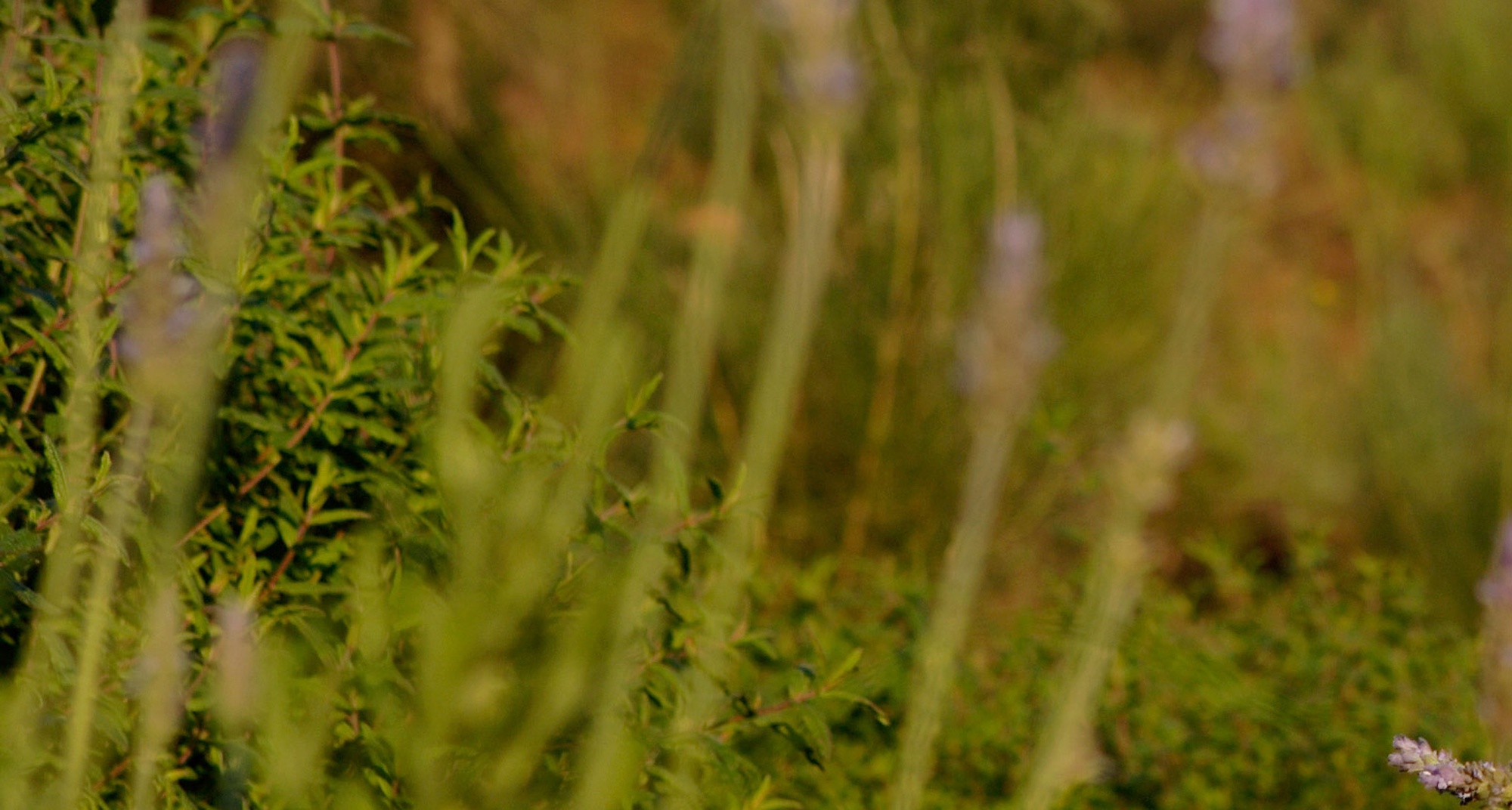 Degustação de chás, doces e sais aromáticos