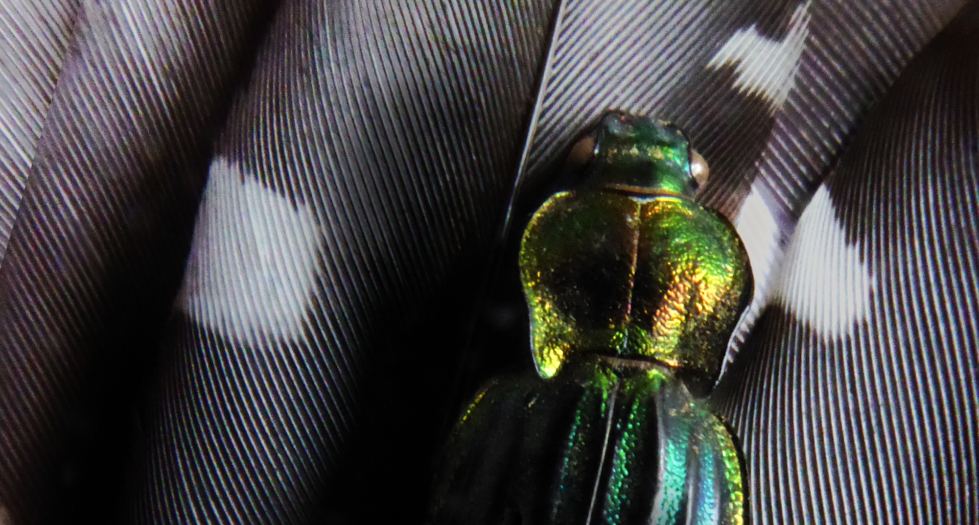 XJazz - Jazz Sessions in the Aldeias do Xisto 2019