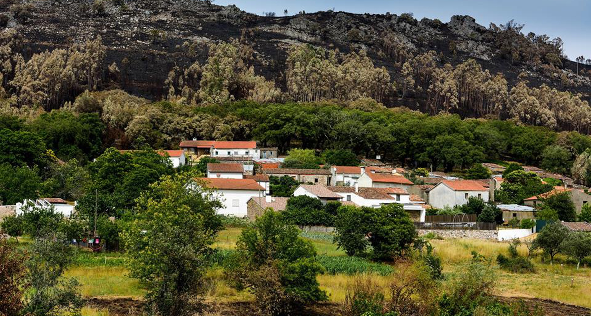 Annual picnic for adopters of the Ferraria de São João Cork Oak
