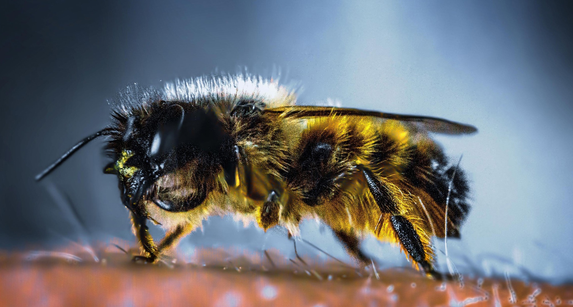 Workshop Macro Fotografia com Smartphone