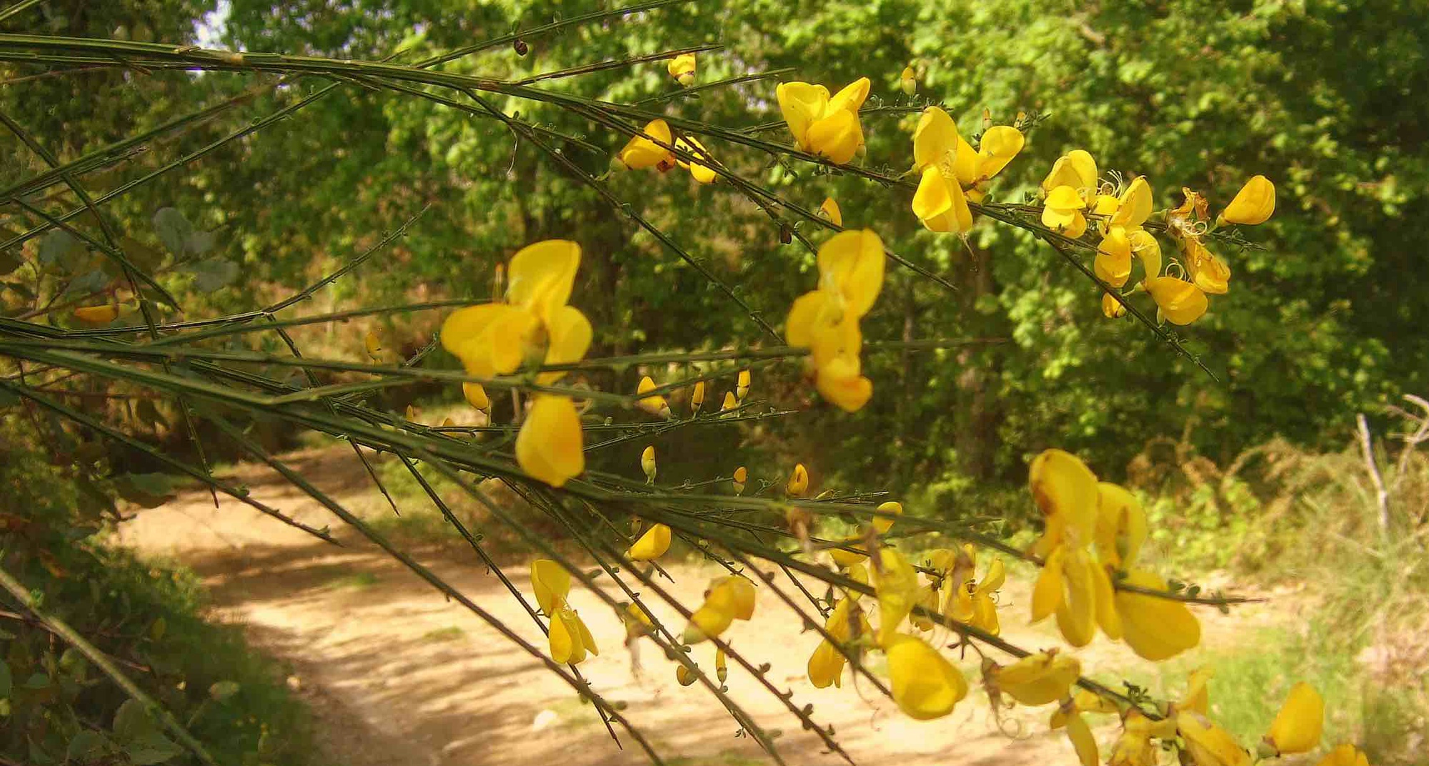 As plantas na obra poética de Camões