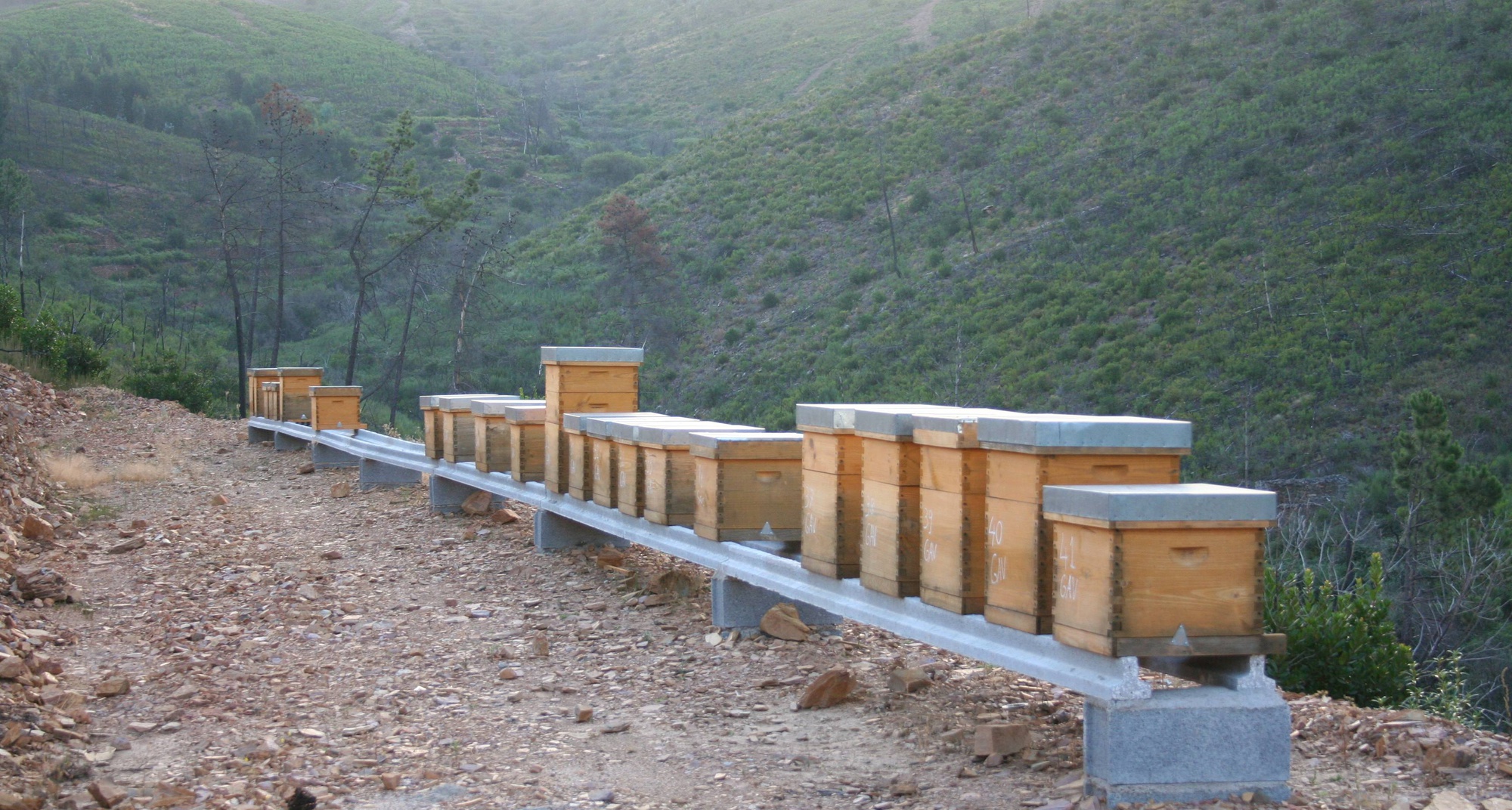 XXV Feira do Mel do Espinhal