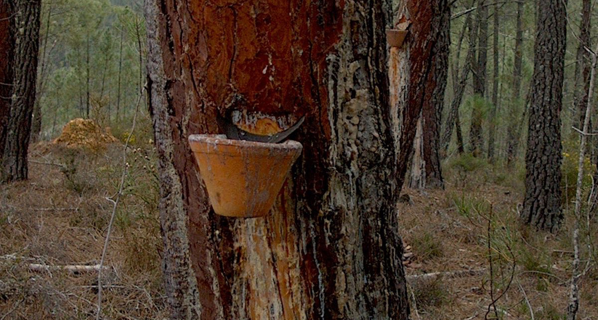 Apresentação pública do Plano de exploração de Resinagem