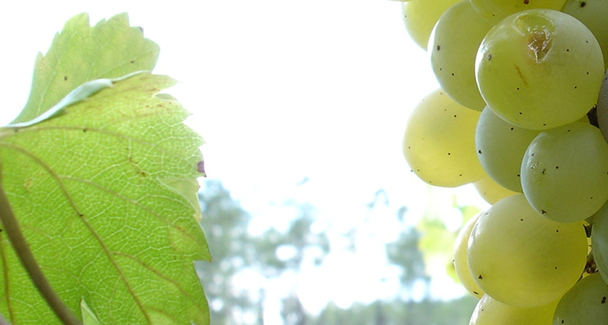 Jornadas do Vinho Callum em Oleiros