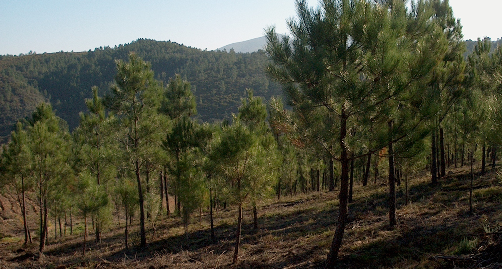 Distribuição gratuita de pinheiros de Natal