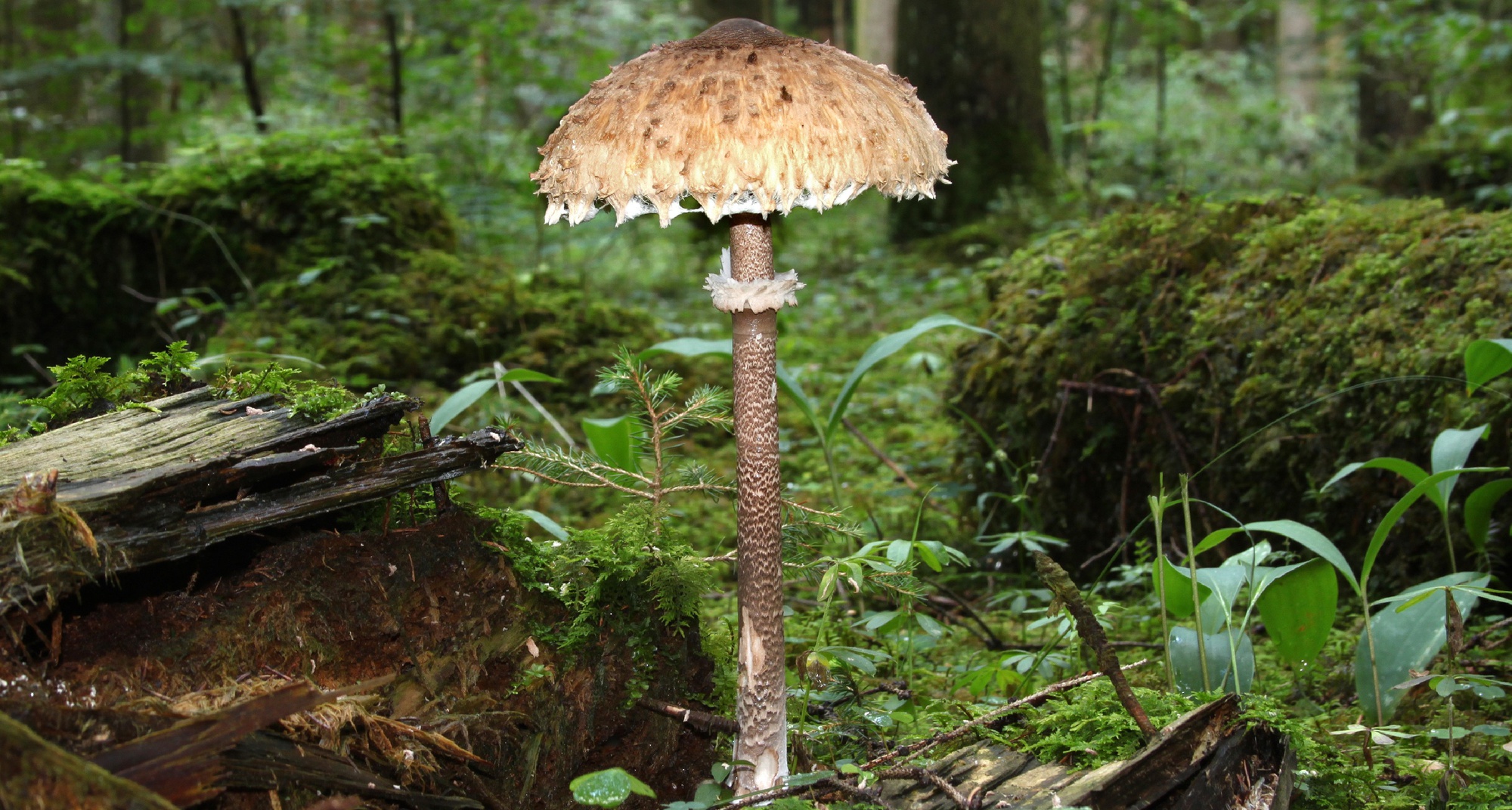Passeio Micológico em São João do Peso