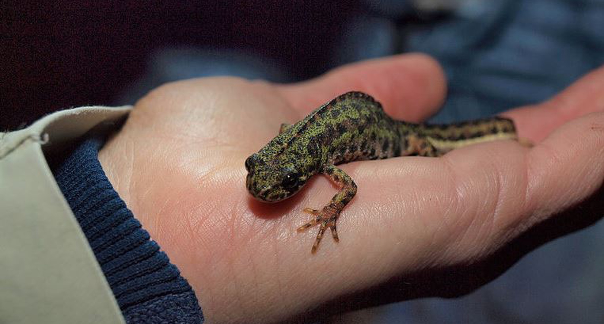 Noite das Criaturas das Trevas