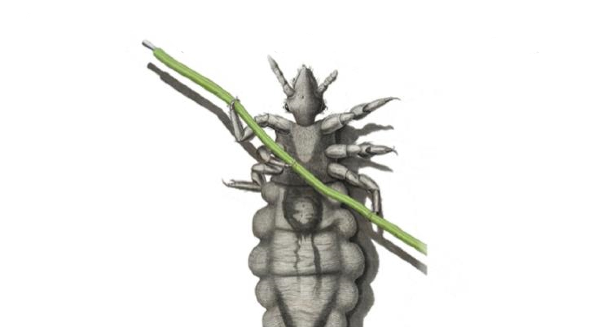 Café de Ciência “Autómato vivo - A vida, um artefacto natural”