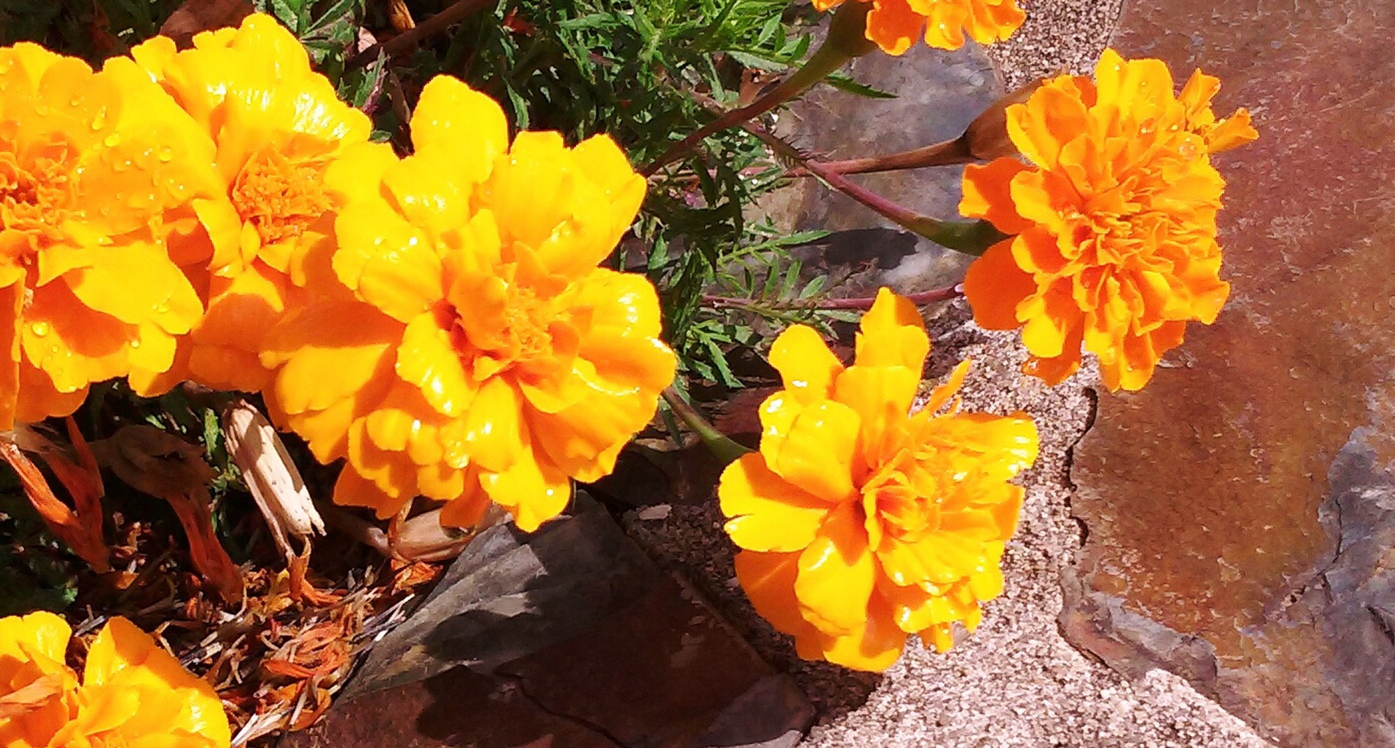 Oficina como planear o seu jardim