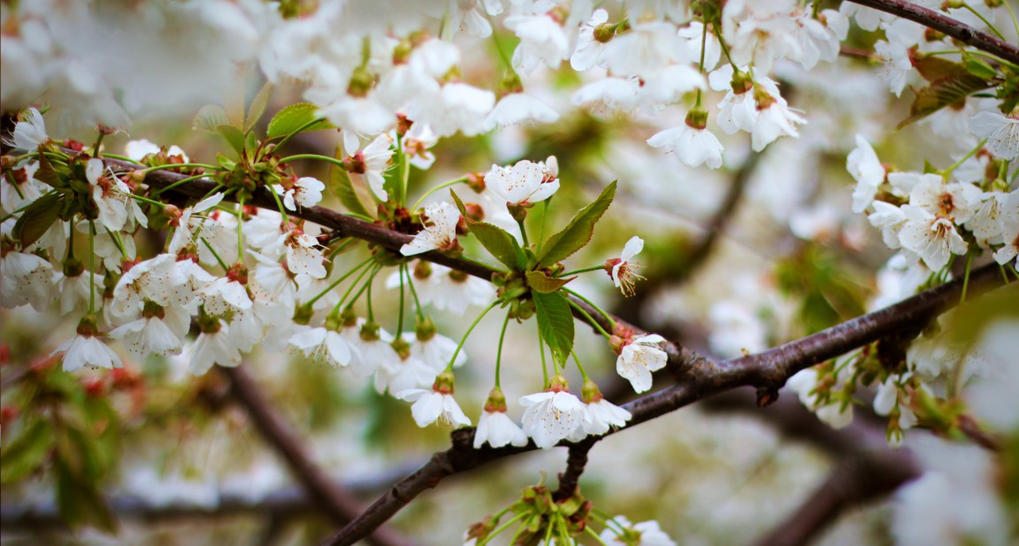 Cerejeiras em Flor no Fundão