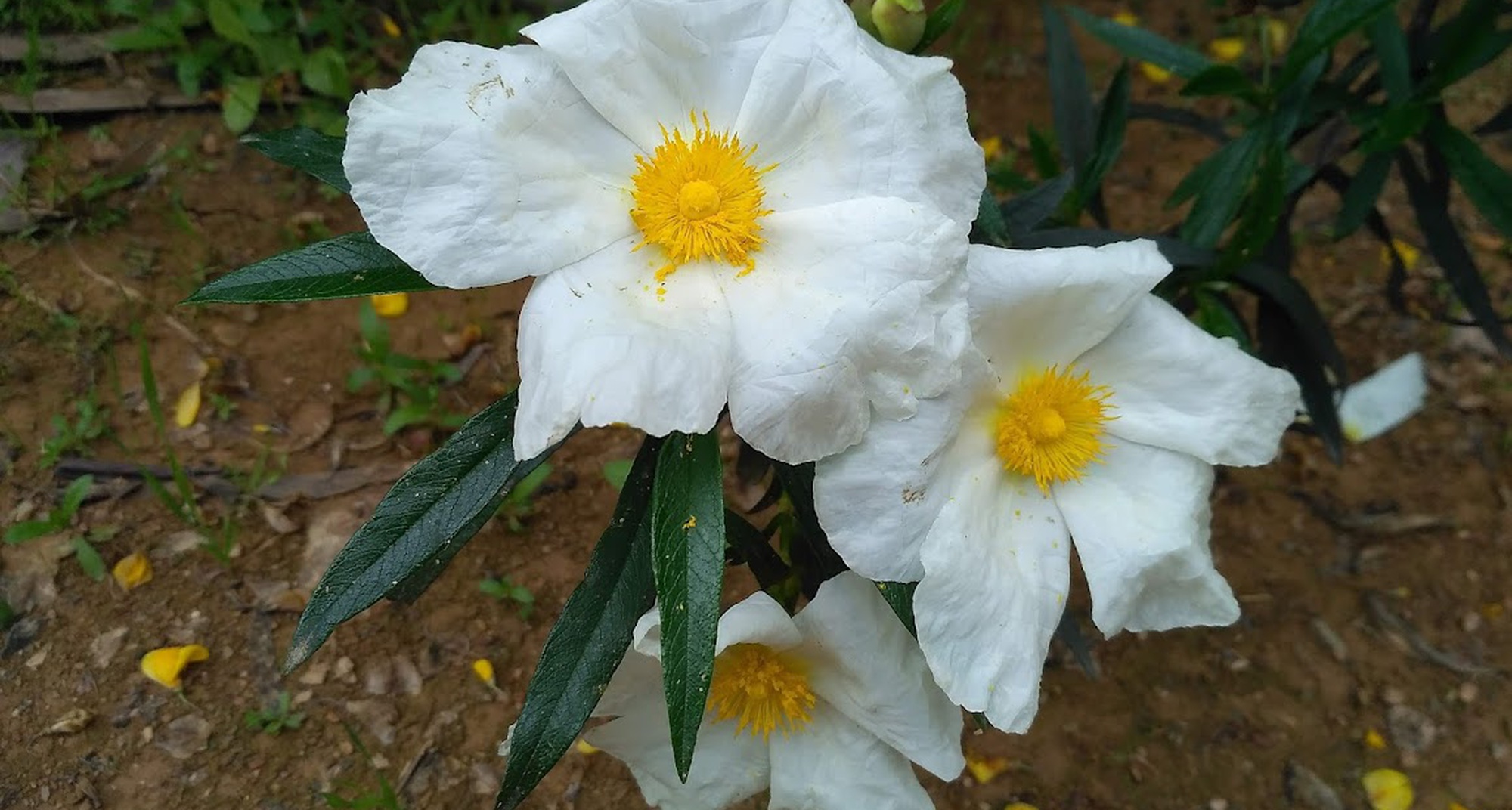 Management of Esteval and the Valorization of its Products