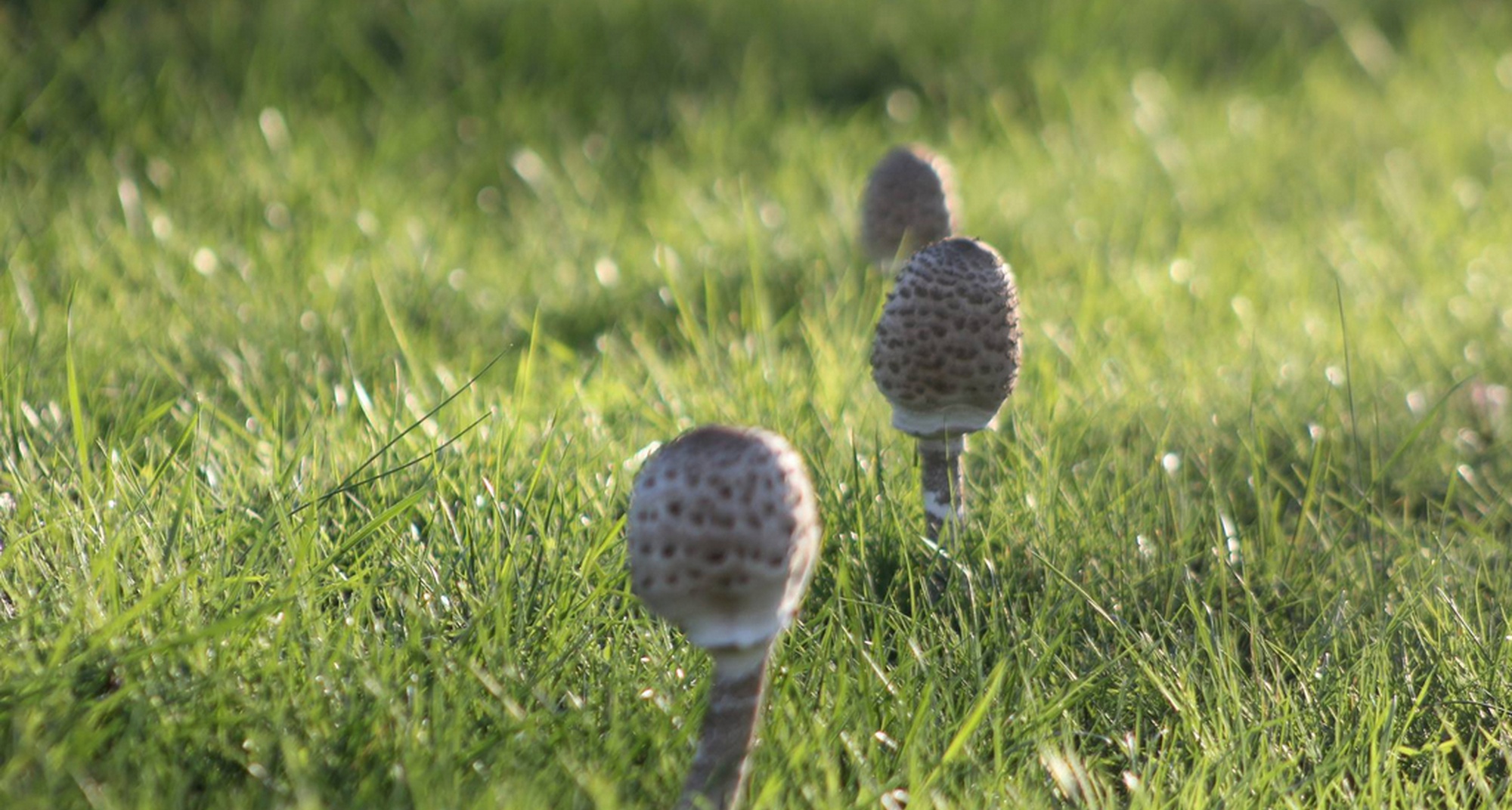 Workshop Micológico na Serra da Lousã