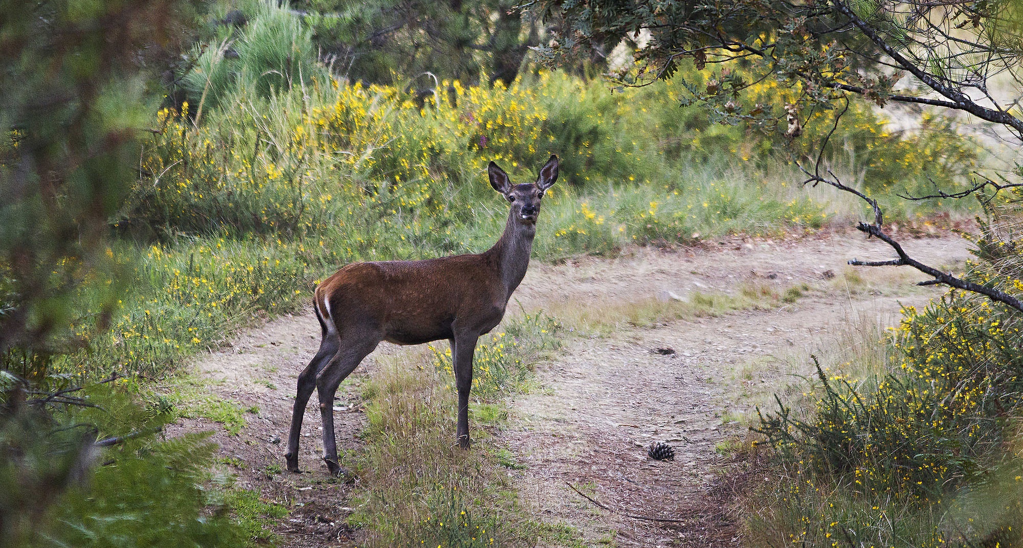Photographic Hunt for Deer in the Serra da Lousã