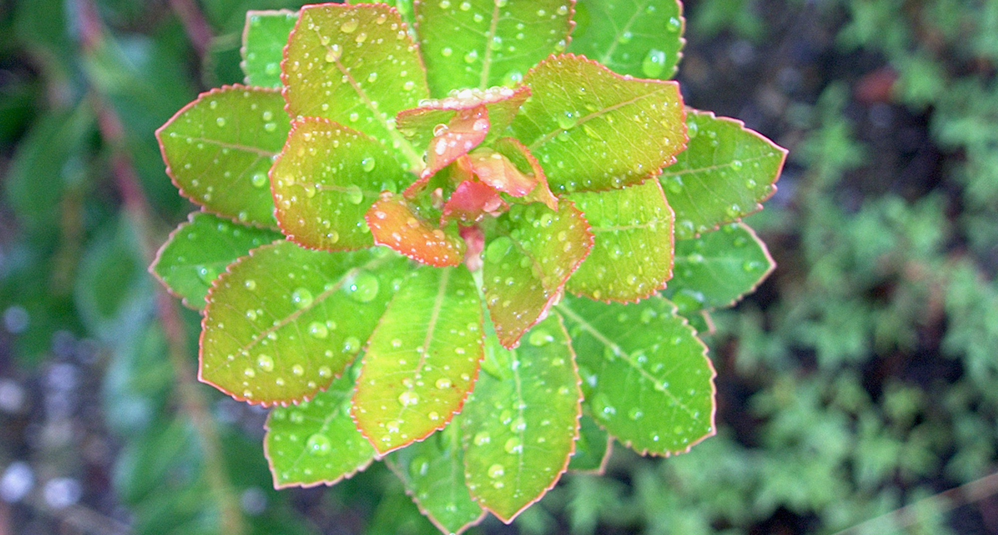 Passeios Fitológicos