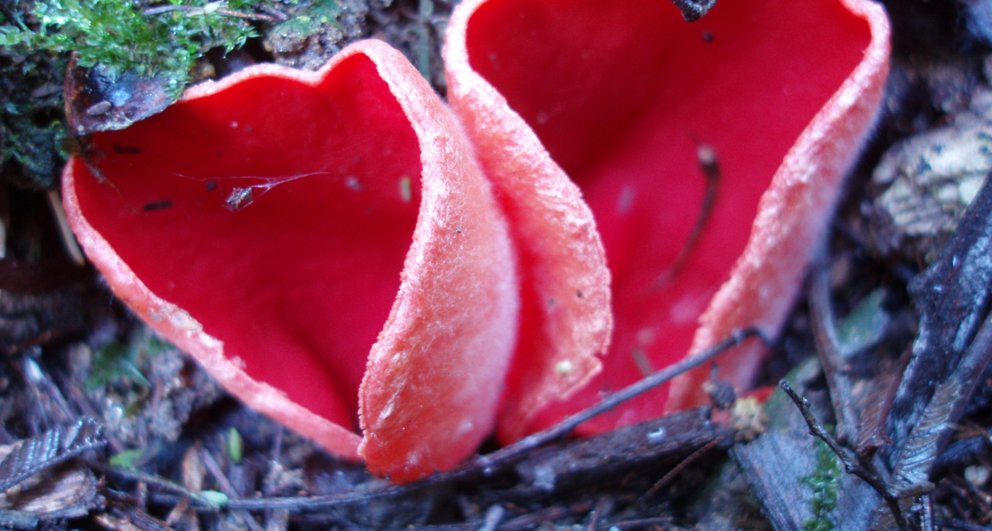 Passeio Micológico com a orientação do Engº José Pais