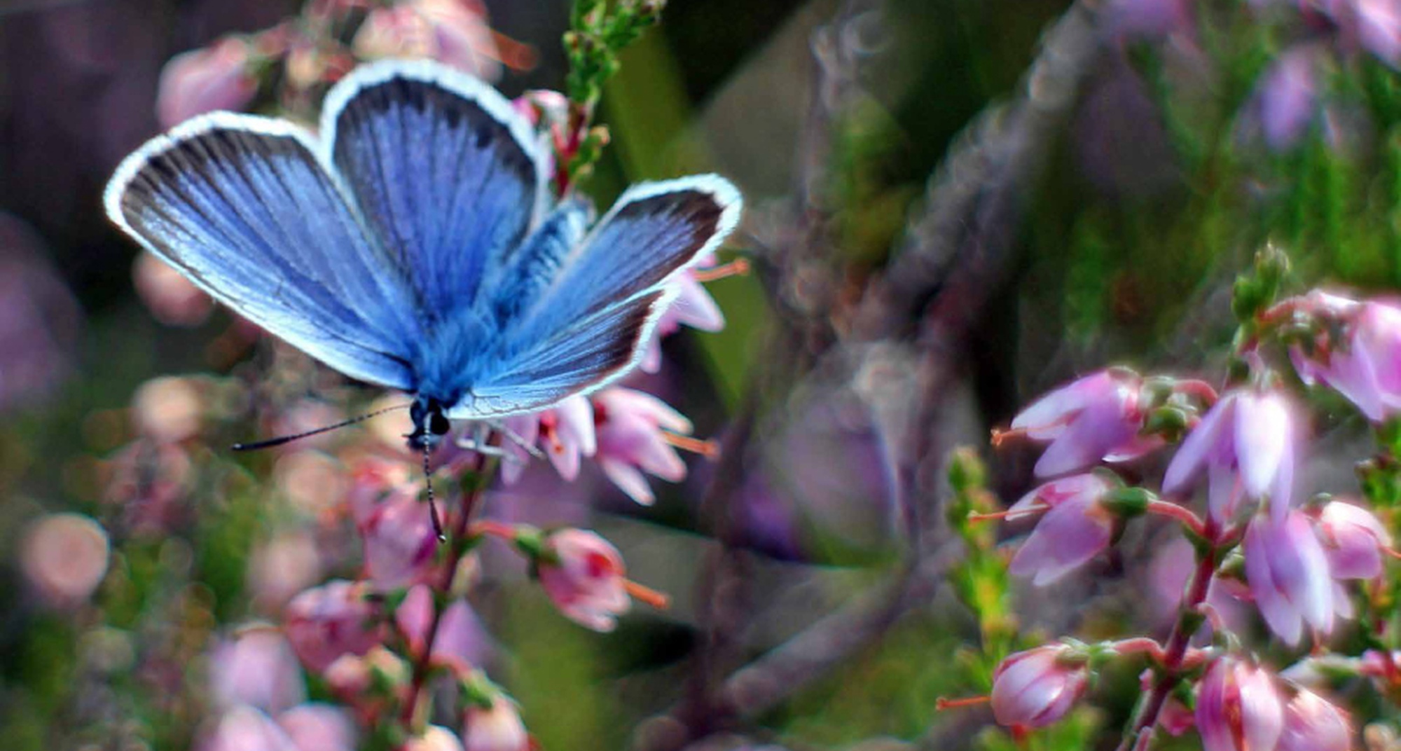 Observação de Borboletas