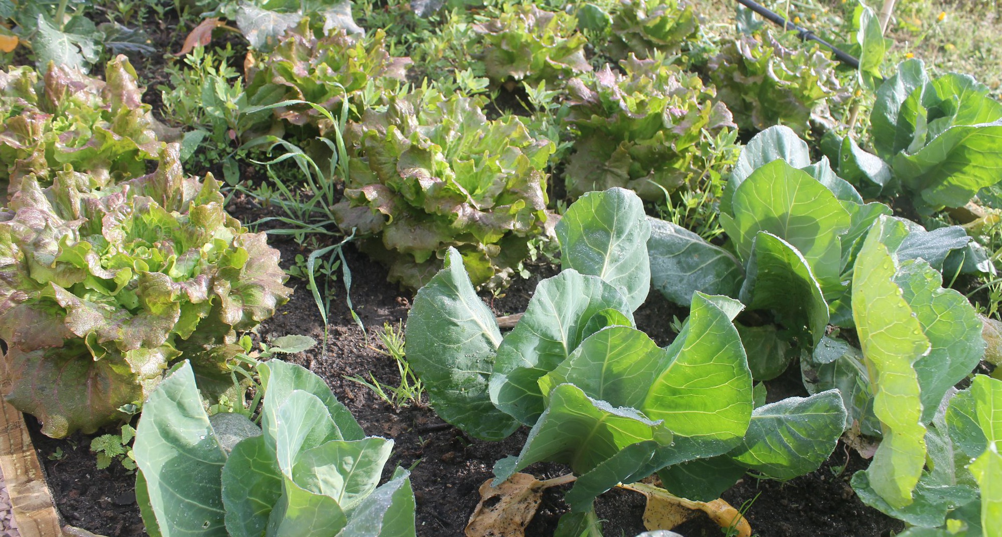 O Regresso do Linho - Workshop de Agricultura Biológica