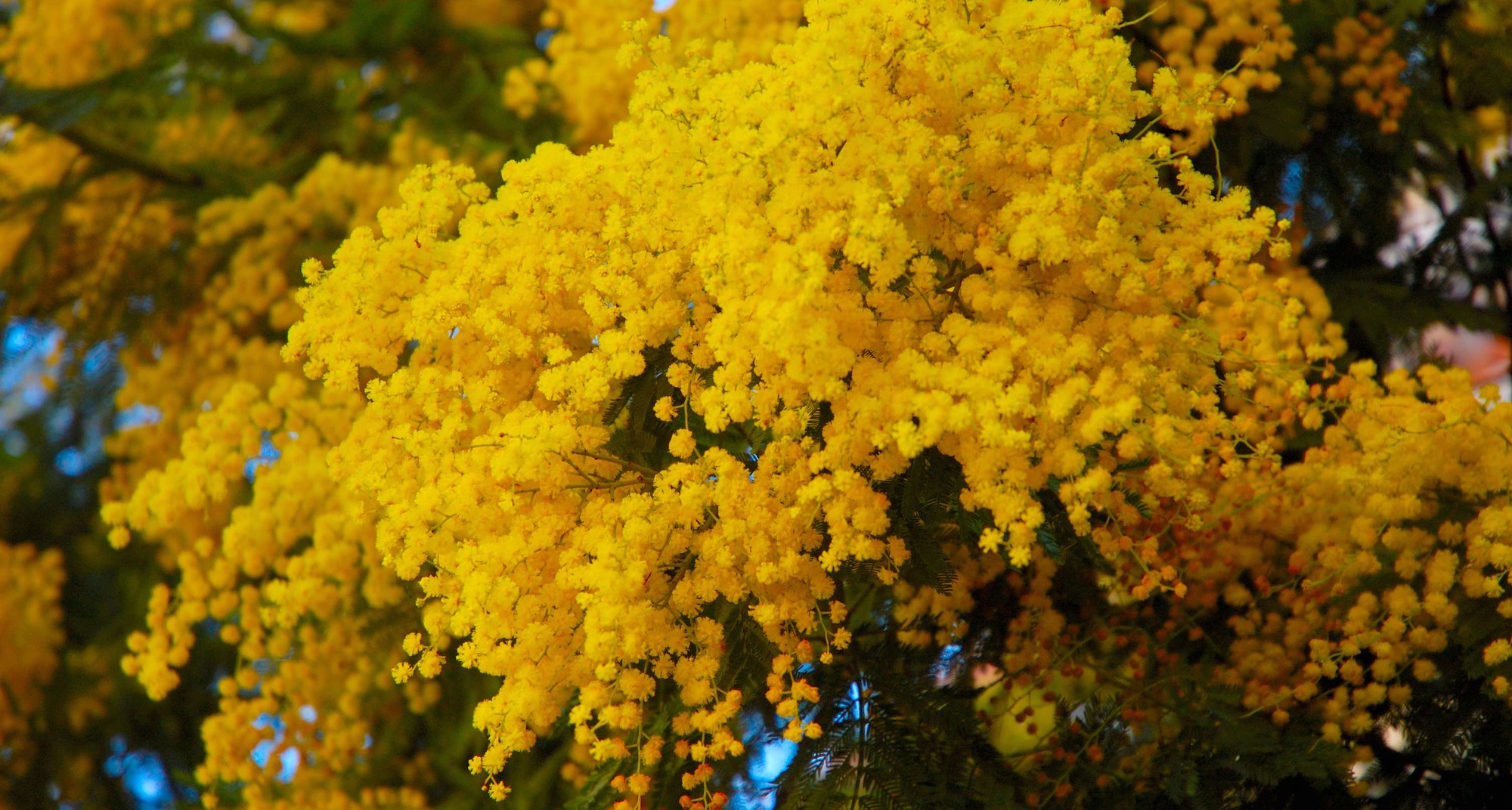 Rota das Mimosas em Flor