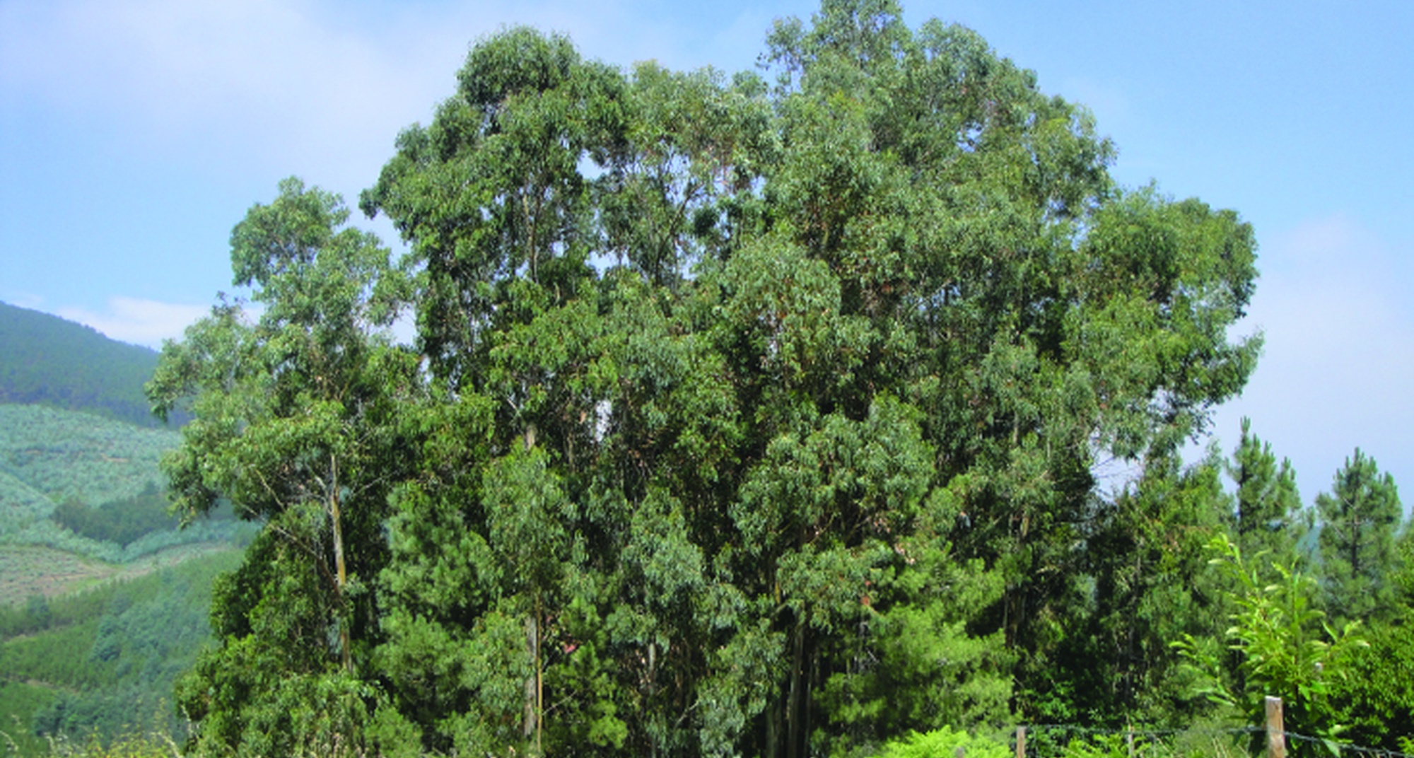 Seminário do Gorgulho do Eucalipto