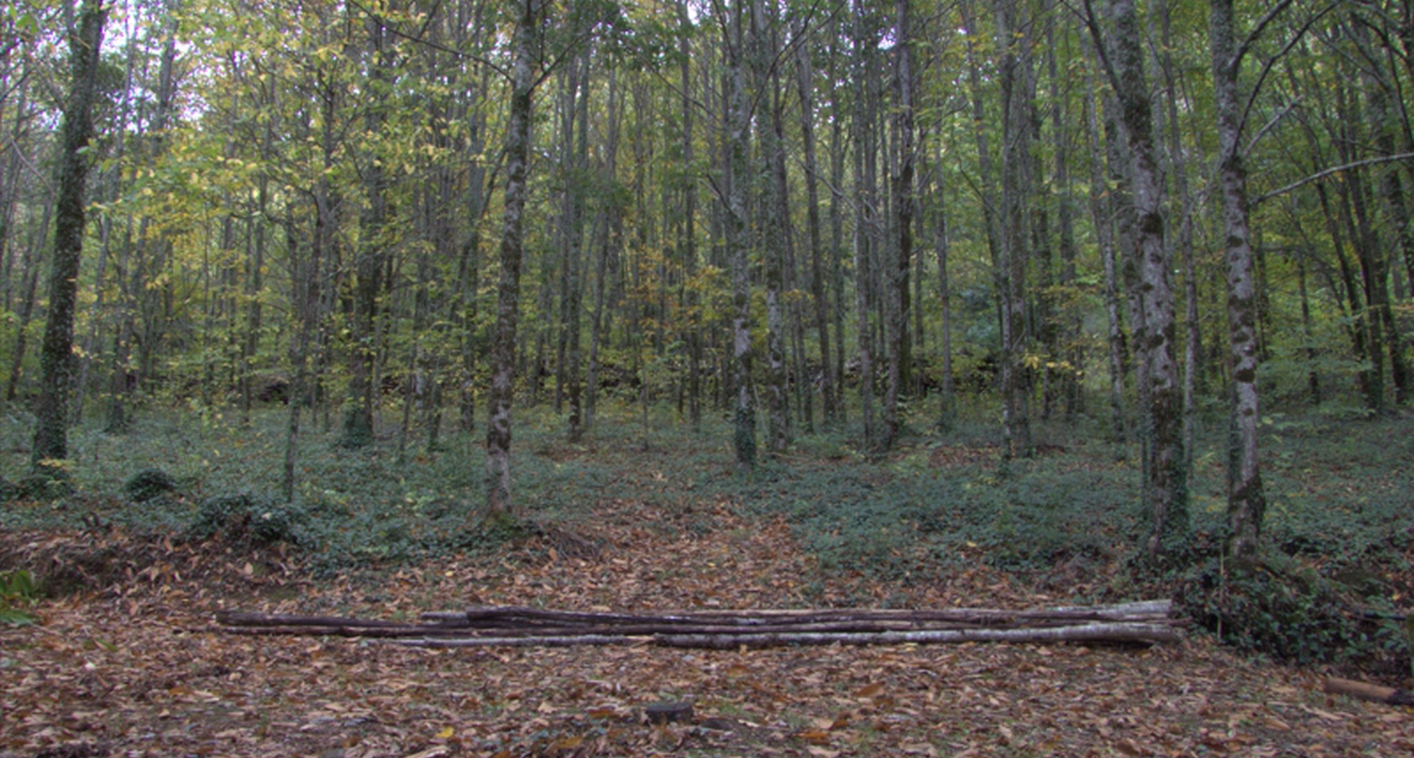 Conferência Qual o futuro da nossa Floresta