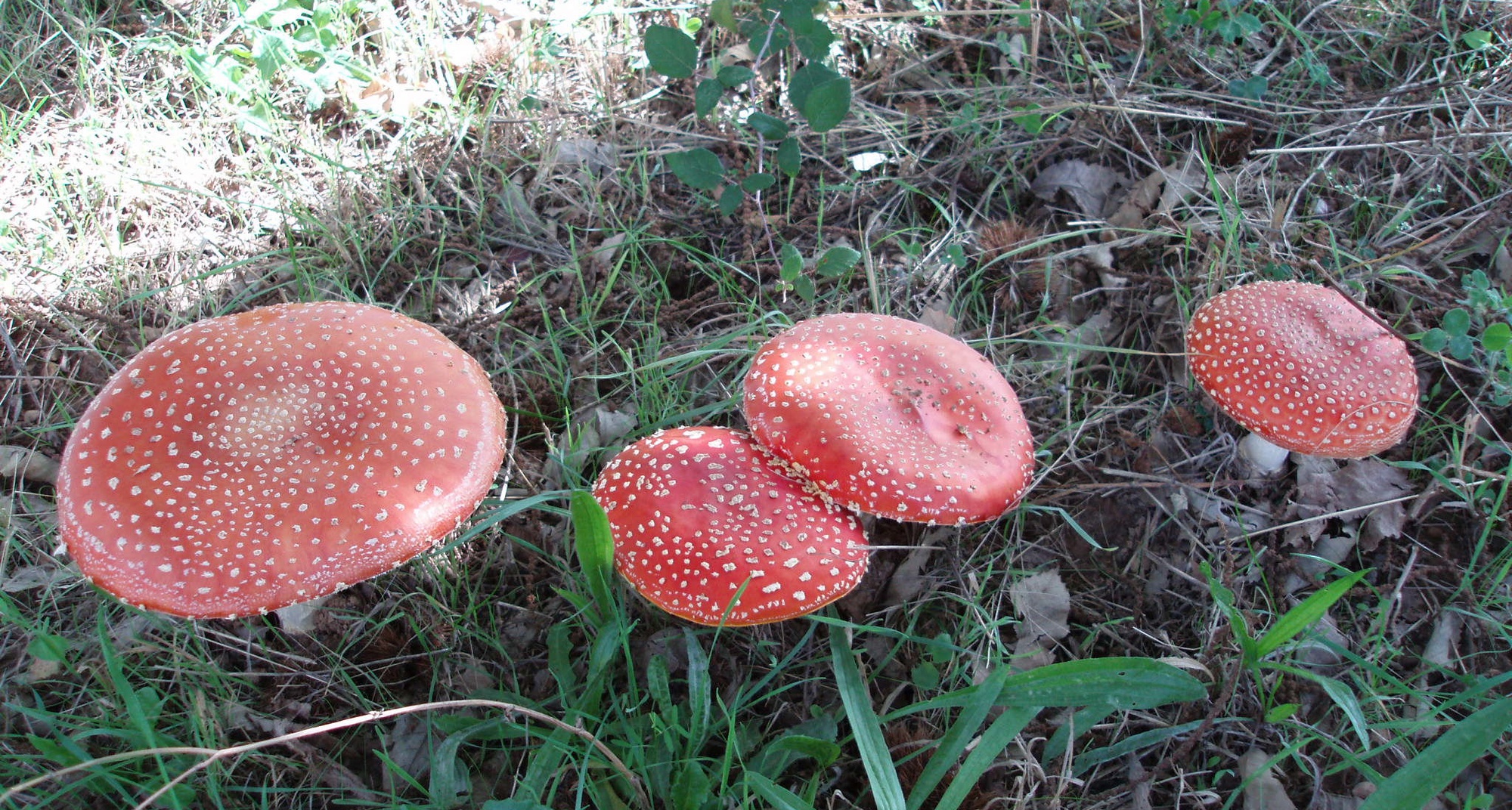 XI Passeio Micológico nas Sarzedas
