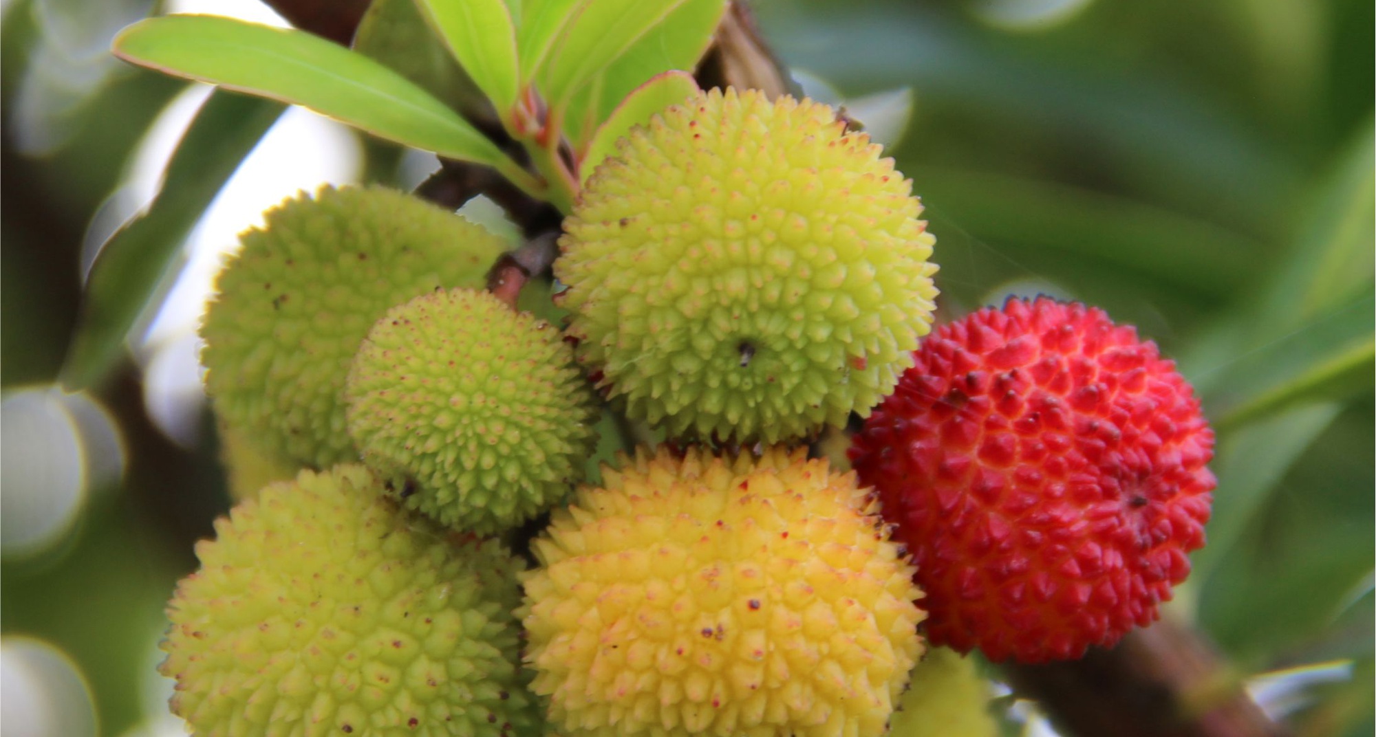 At the Aldeias do Xisto’s table - Workshop “The Secrets of the Strawberry Tree Fruit”
