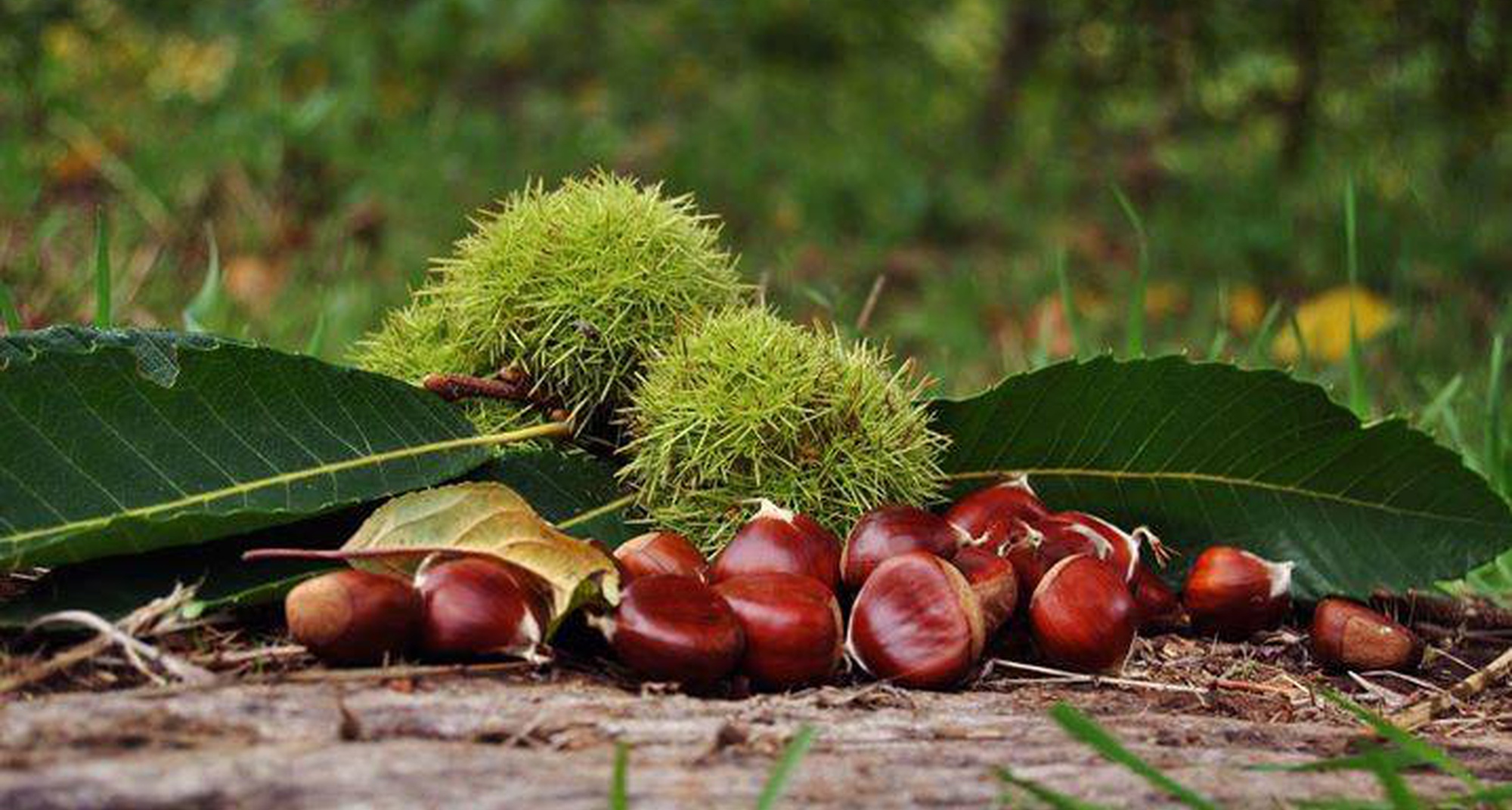XVII Festa da Castanha de Aldeia das Dez