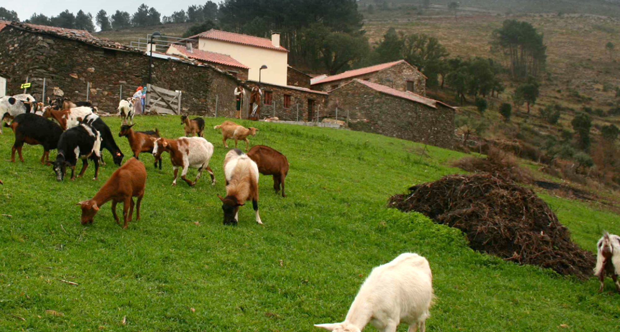 Volunteering for Reforestation