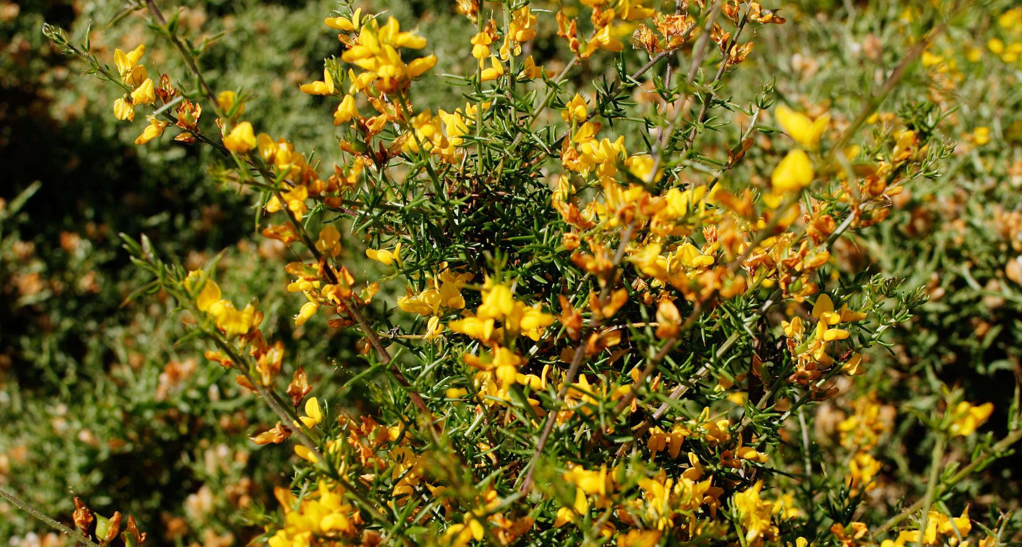8º Passeio Pedestre - Trilhos do Estreito