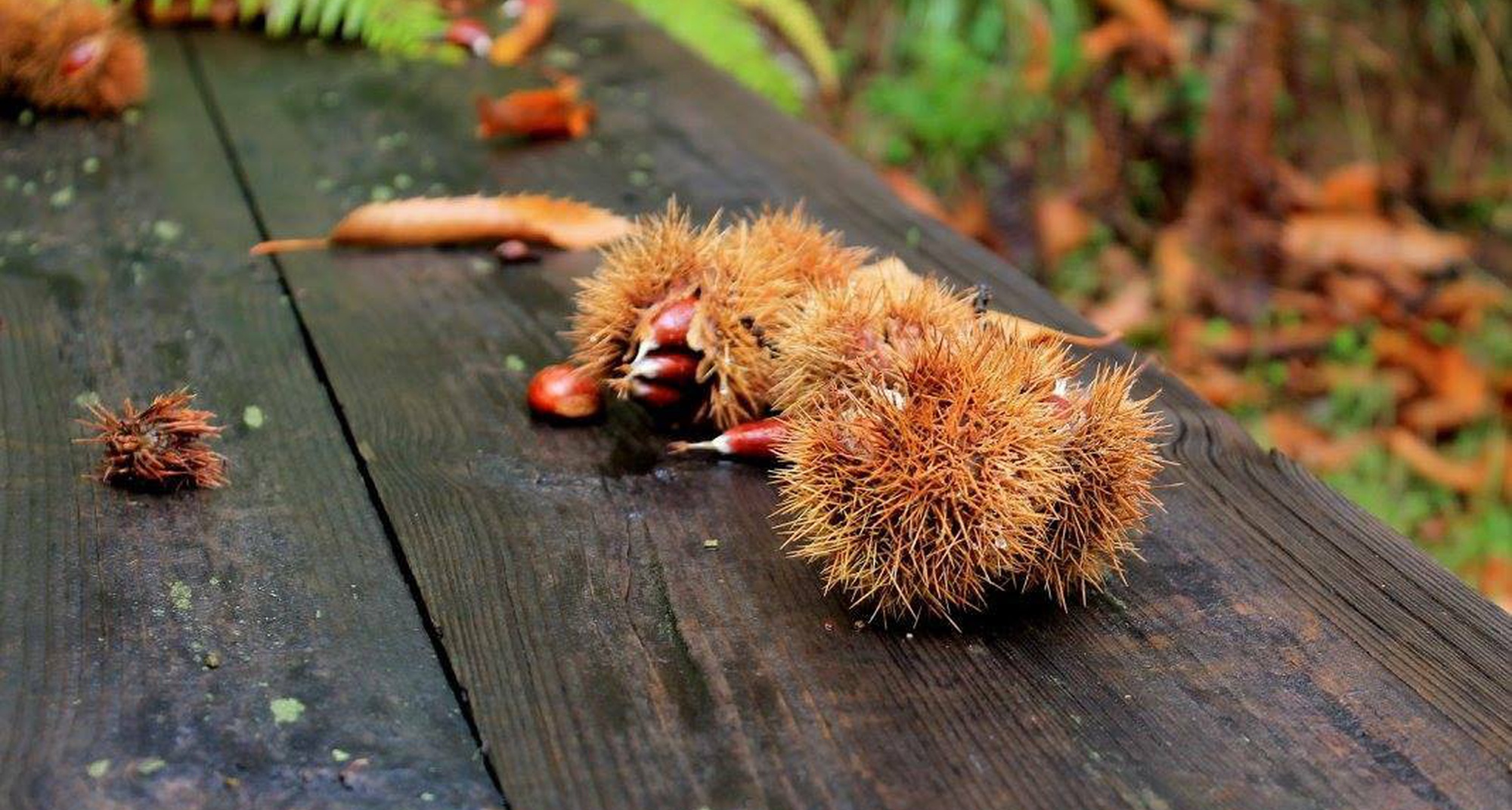 Mostra de Artes e Sabores da Maúnça (Maunça Arts and Flavours Show)