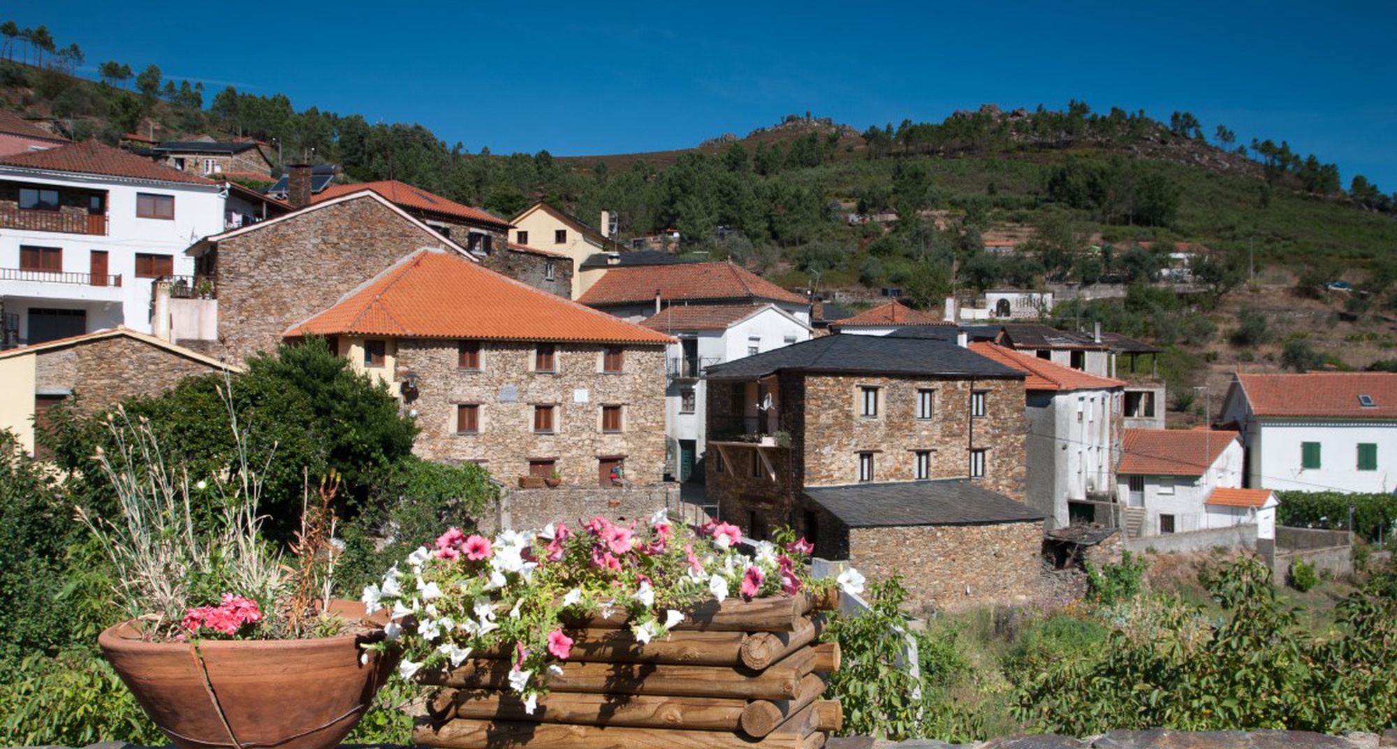 GeoEvento Caça Mimosas