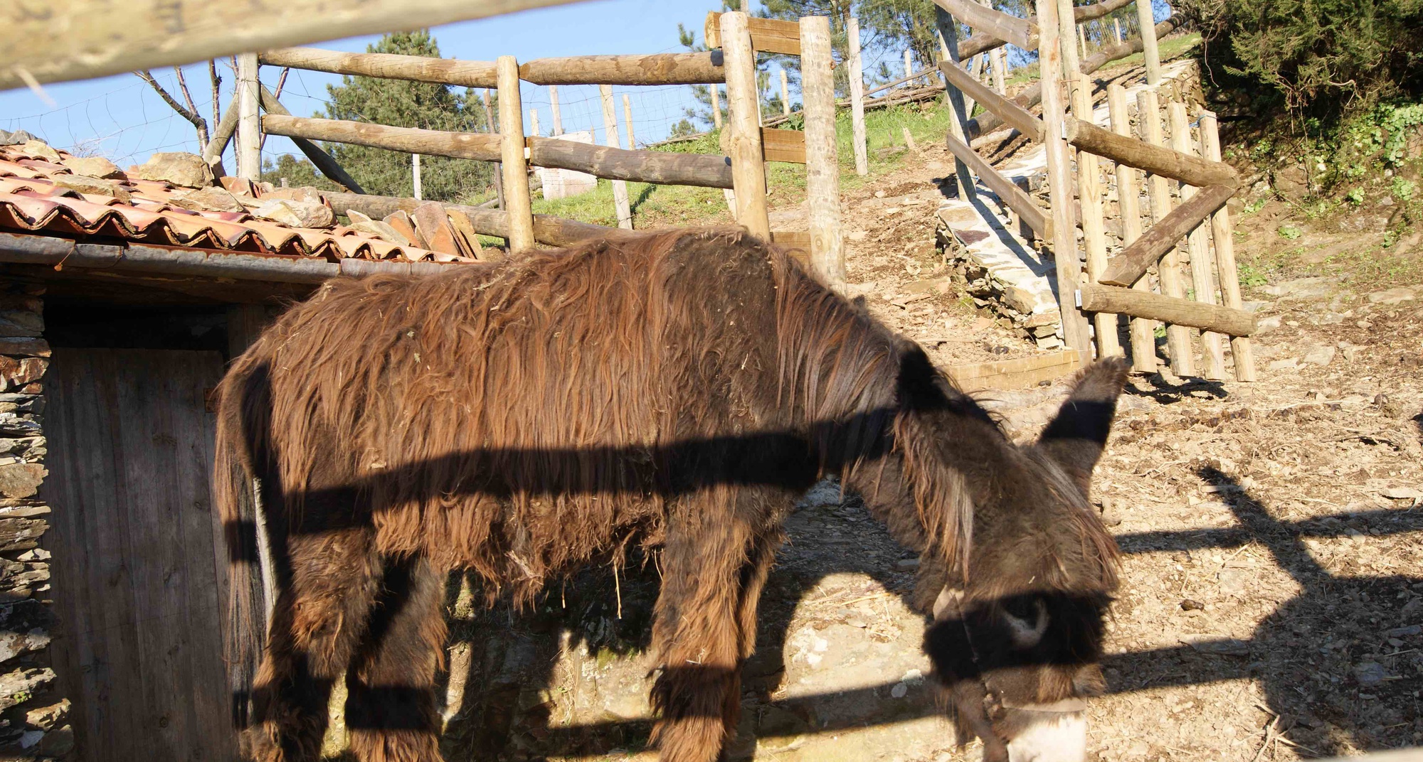 Comemoração do Dia Internacional do Burro