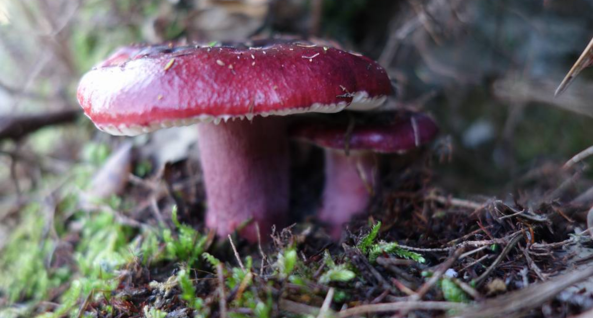 Passeio Micológico em Vila de Rei
